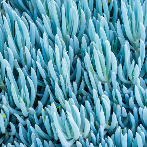 patch of blue chalk stick succulents