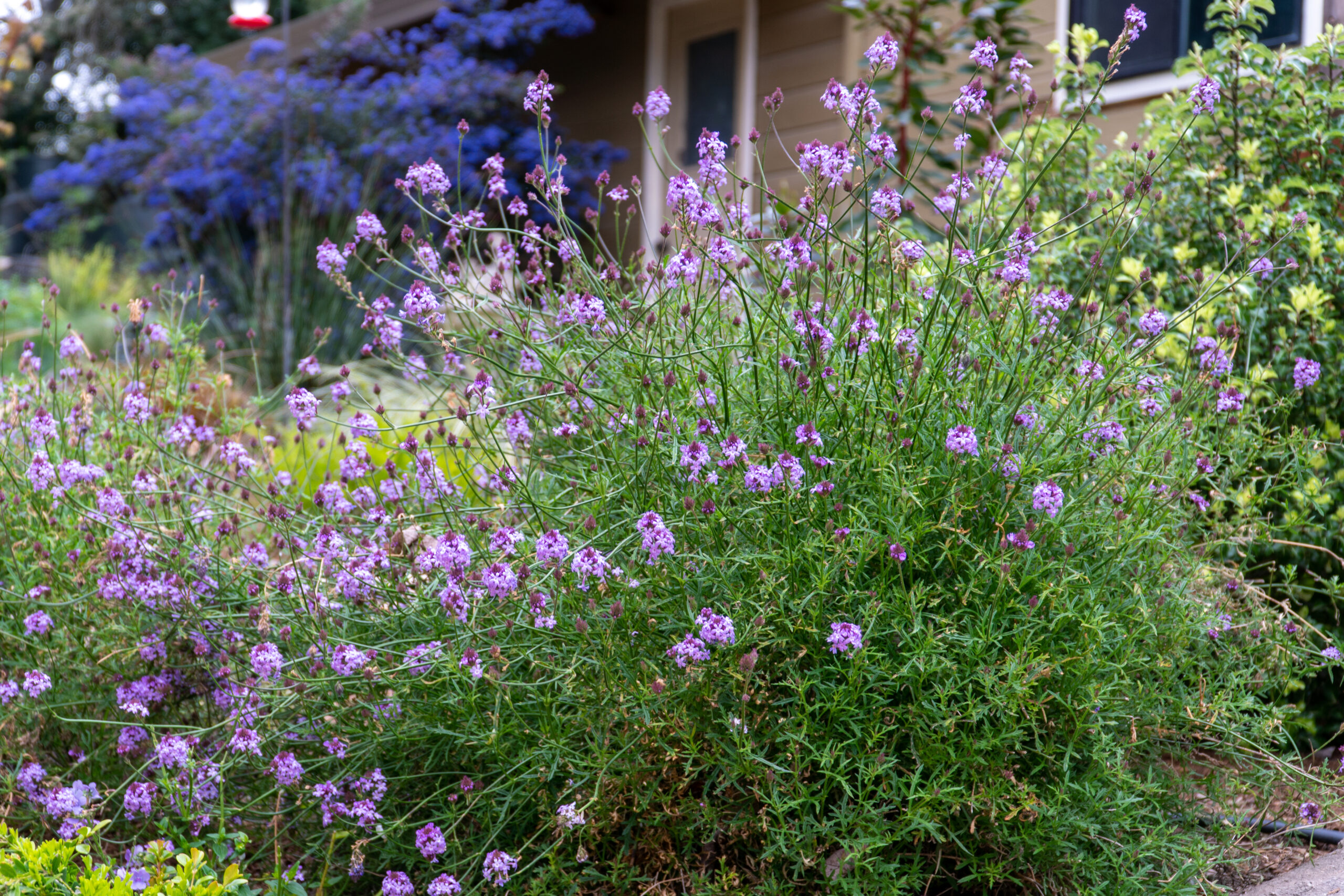 Town Of Windsor Increases Cash For Grass Rebate Sonoma Marin Saving 