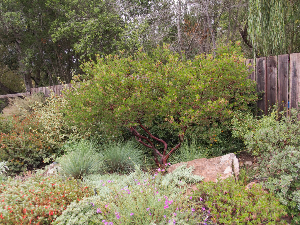 Drought tolerant landscape