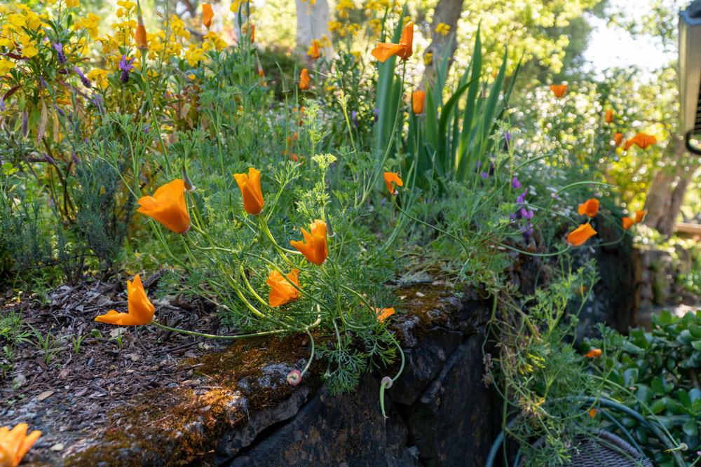 California Poppy