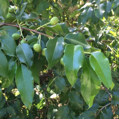 Immature green prunus ilicifolia fruits amidst foliage