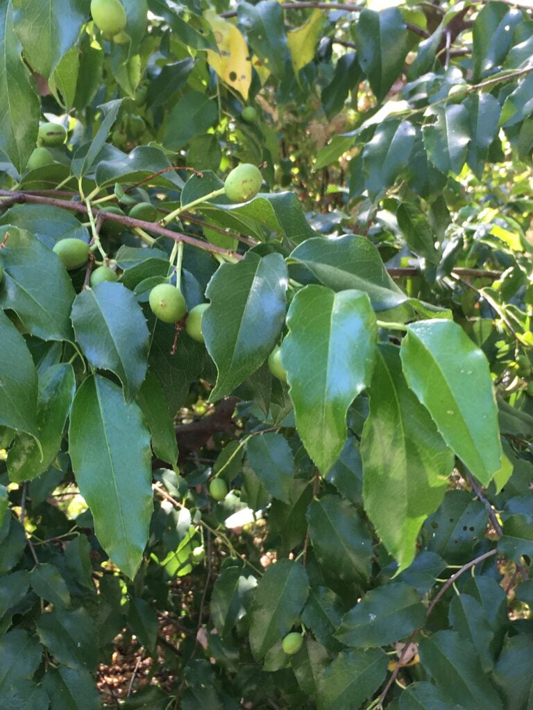 Immature green prunus ilicifolia fruits amidst foliage