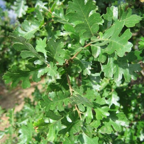 Lobed quercus lobata leaves