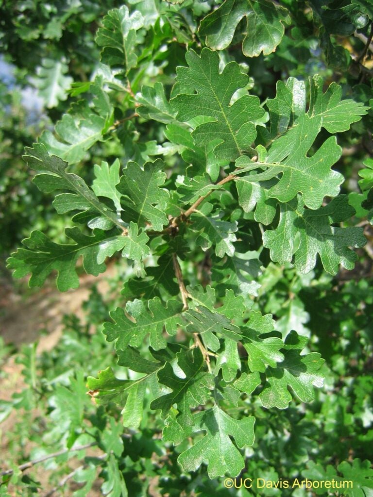 Lobed quercus lobata leaves