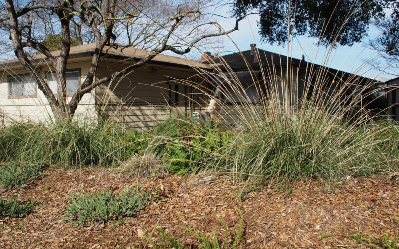 Plants with mulch groundcover in front of house