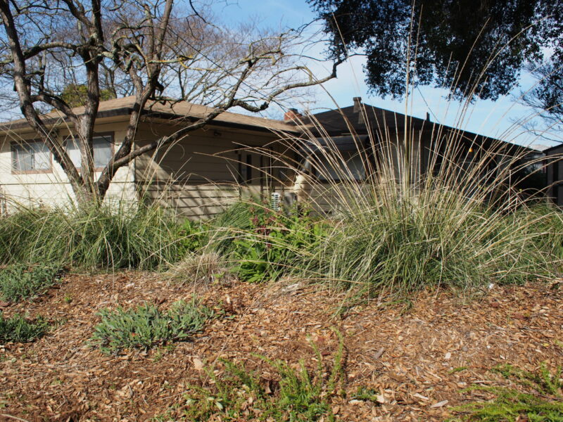 Plants with mulch groundcover in front of house