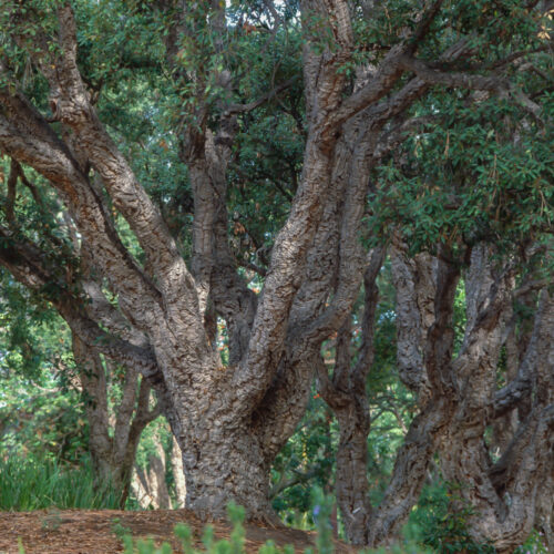 Quercus suber (cork oak)