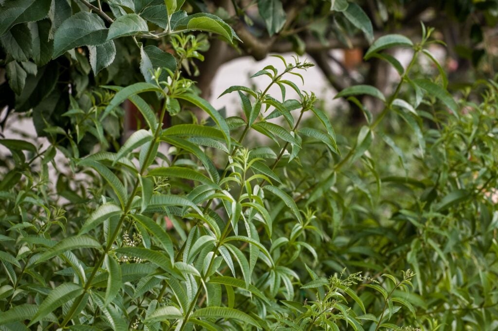 Green stems with long, slender, pointed green leaves