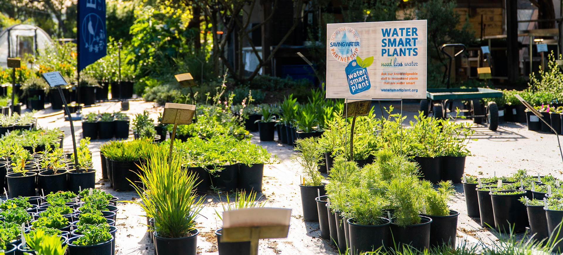 Water Smart Plant label featured at a plant nursery
