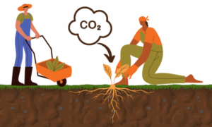 Graphic image of two people gardening with carbon going into the soil.