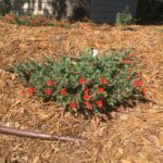 California Fuchsia plant with mulch ground cover