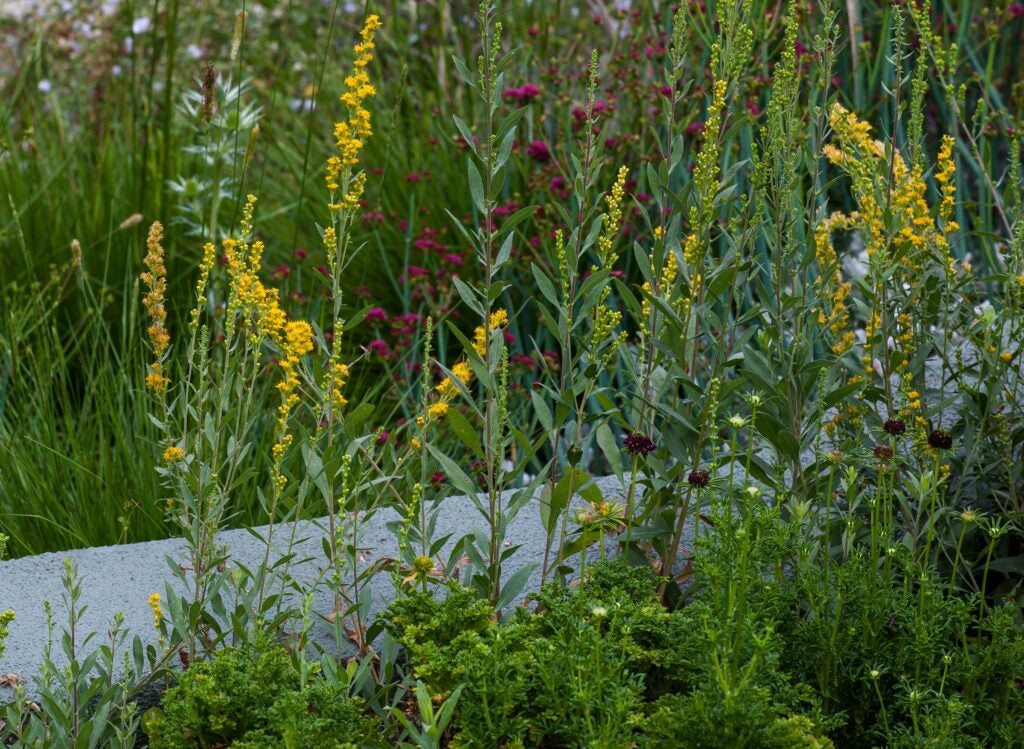 Stems with scattered leaves at the base and yellow raceme flower clusters at the tips