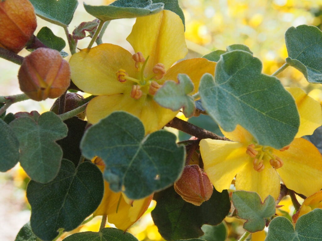 Close up of large yellow flowers, amidst fuzzy foliage