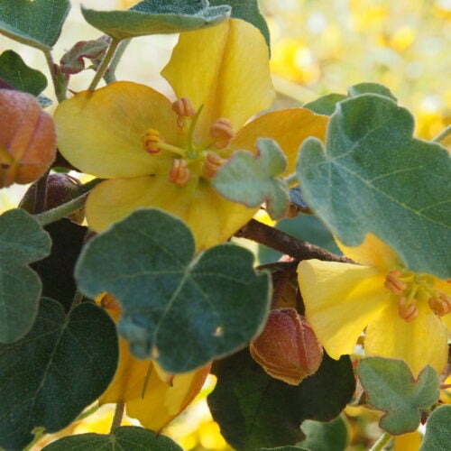 Close up of large yellow flowers, amidst fuzzy foliage