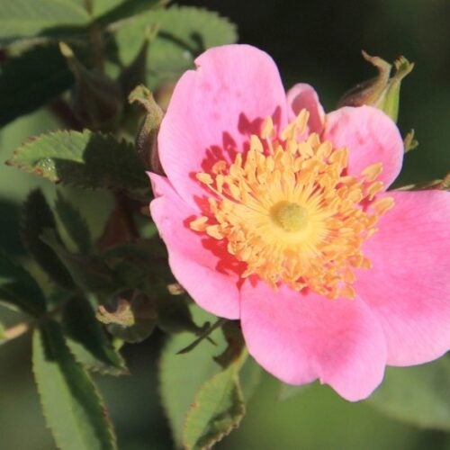 Close up of a pink wild rose flower with yellow center, amidst green foliage.