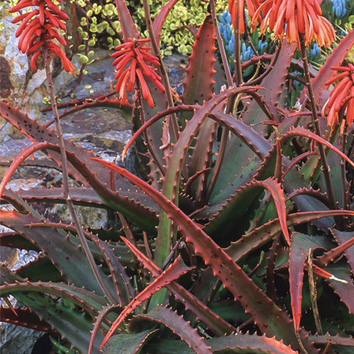 red tipped aloe plant with red flowers
