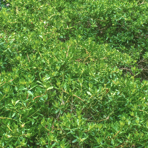 dwarf coyote brush