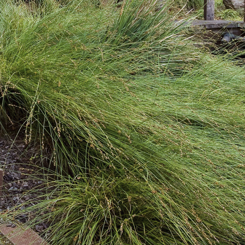 Sedge grass
