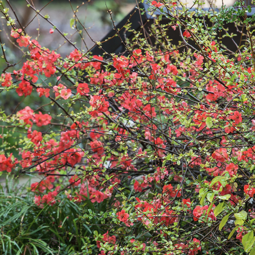 Flowering Quince bush