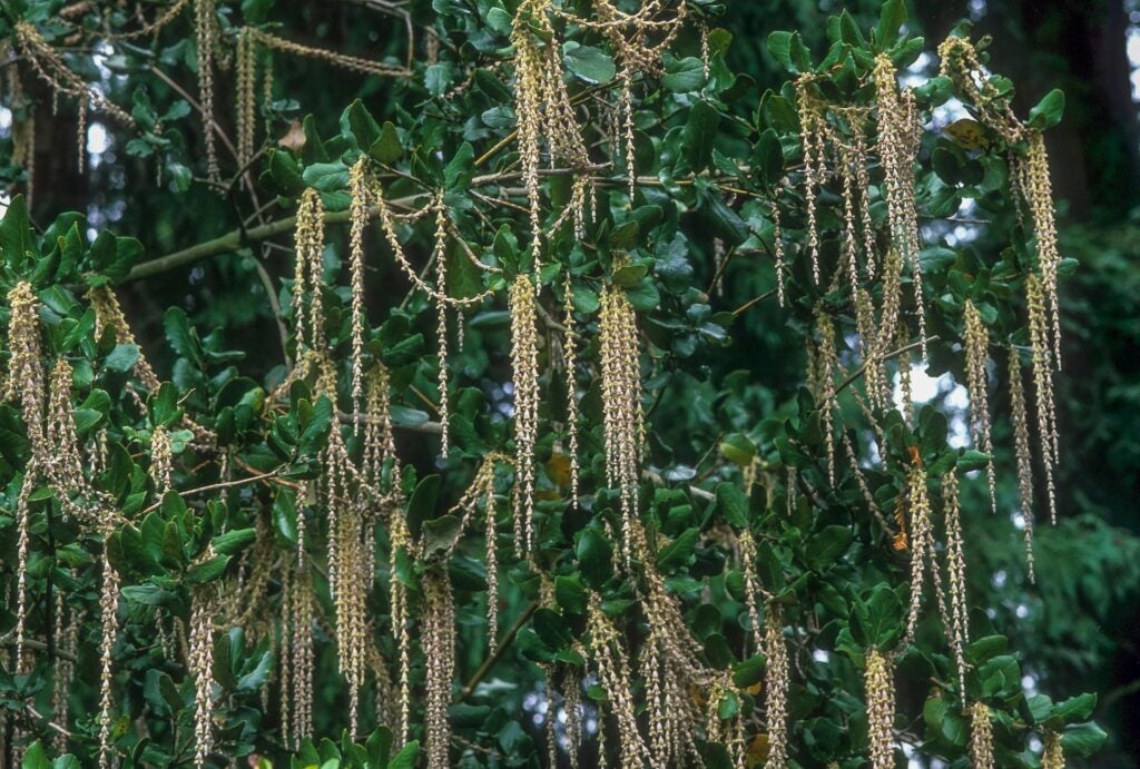 Dark green leaves with long, light brown catkin flower clusters hanging off the branches