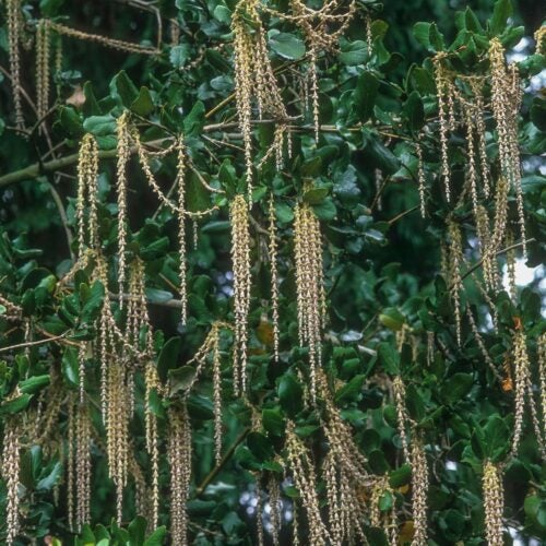 Dark green leaves with long, light brown catkin flower clusters hanging off the branches