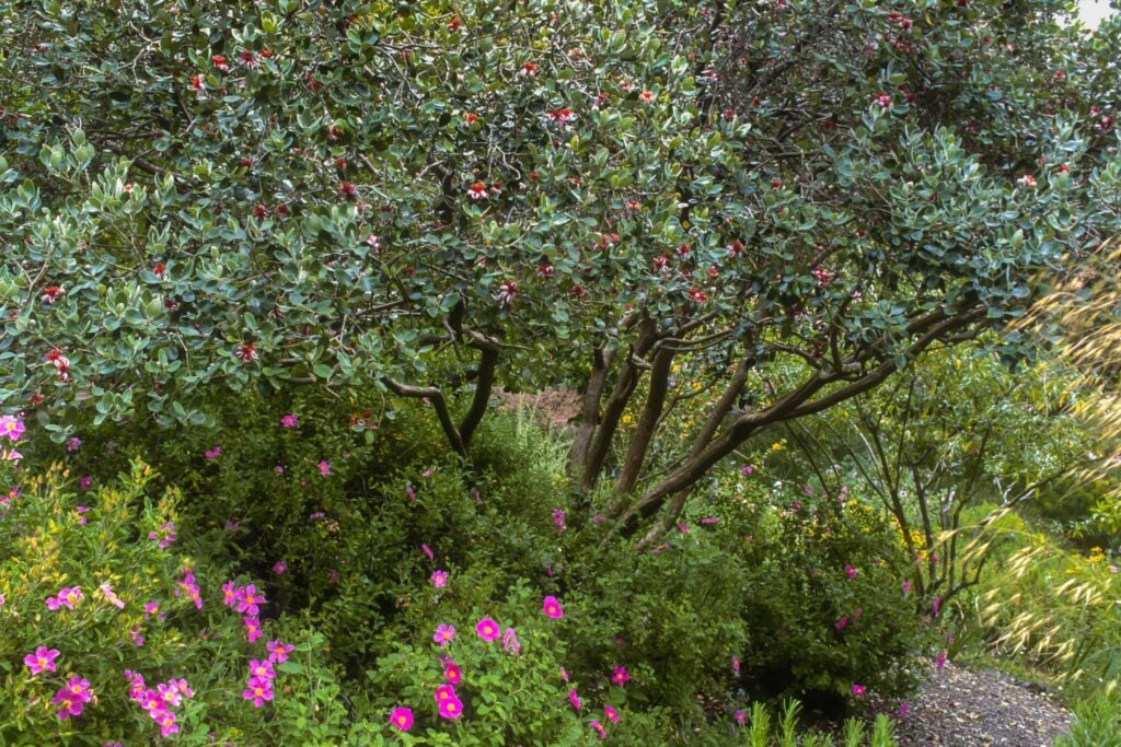 A pineapple guava shrub with dark brown branches and dark green leaves, dotted with blossoms