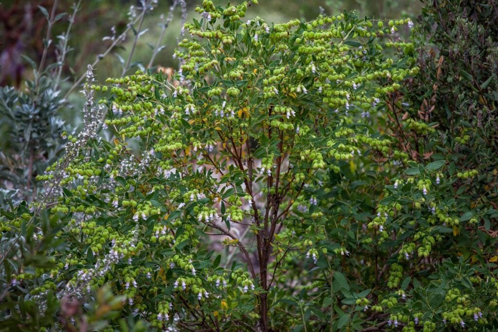 A shrub with brown-red stems and green foliage