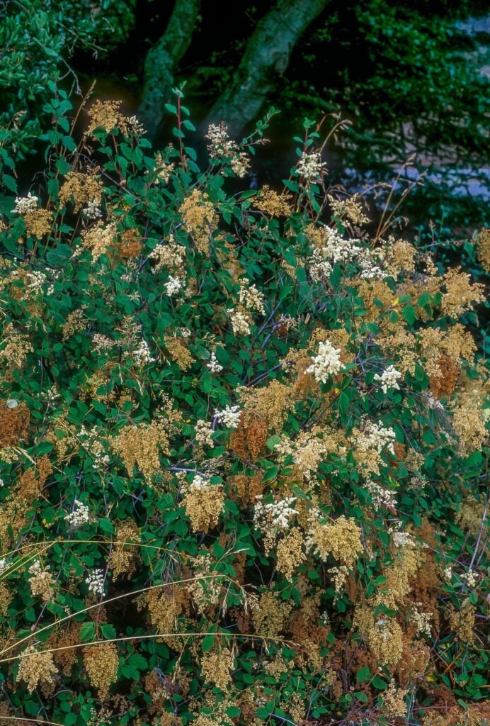 A dark green shrub with clusters of tiny white flowers with long stamens.