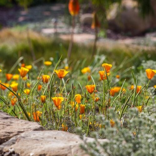 Medium-sized orange flowers with blue green, fine leaves.