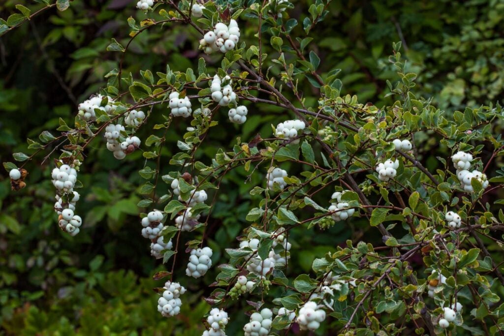 A tree-like shrub with dark brown bark, dark green leaves, and white berry clusters.