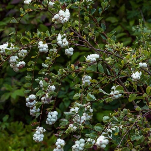A tree-like shrub with dark brown bark, dark green leaves, and white berry clusters.