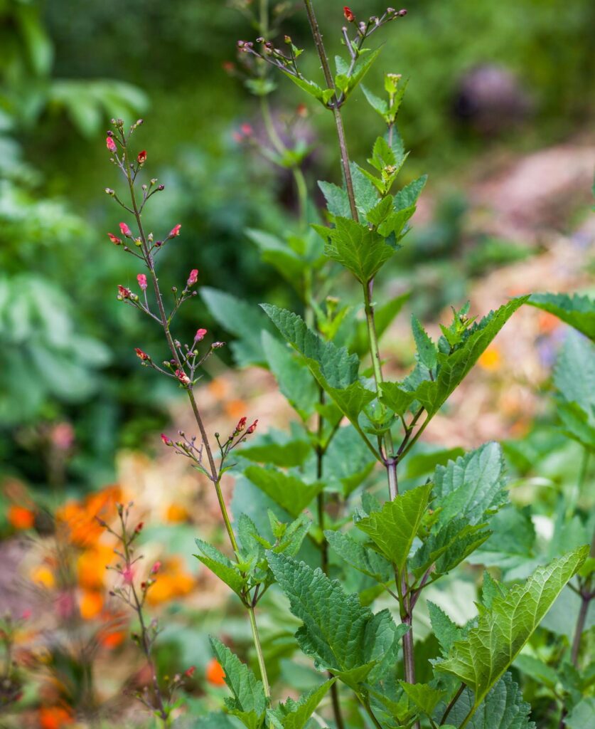 Wedge-shaped green leaves surround an upright stem with tiny red flowers atop it.