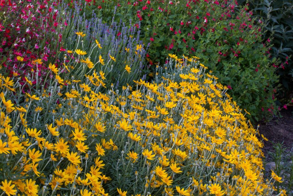 A small shrub with gray green lobed leaves and upright stems with a single yellow sunflower on top.