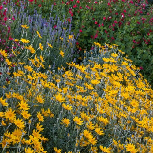A small shrub with gray green lobed leaves and upright stems with a single yellow sunflower on top.
