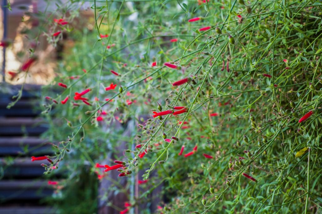 Growing on a wall, long stems with multiple tubular red flowers extend horizontally.