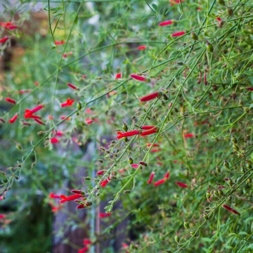 Growing on a wall, long stems with multiple tubular red flowers extend horizontally.