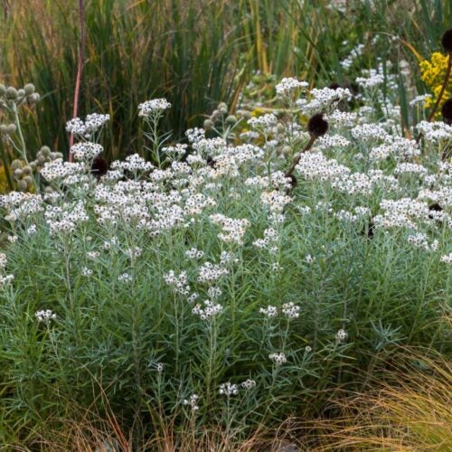 Slender pointed green leaves along an upright green stem have clusters with yellow flowers and white bracts.