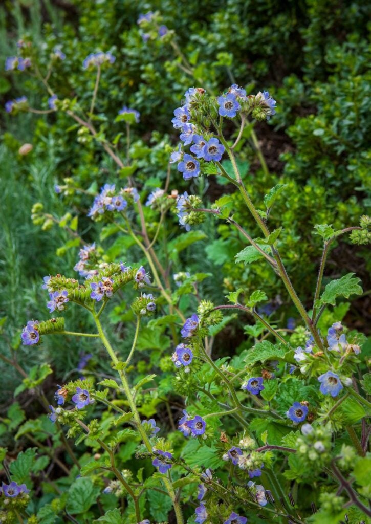 Gray green leaves along upright, brown and green stems with tiny blue-lavender flower clusters on top of each.