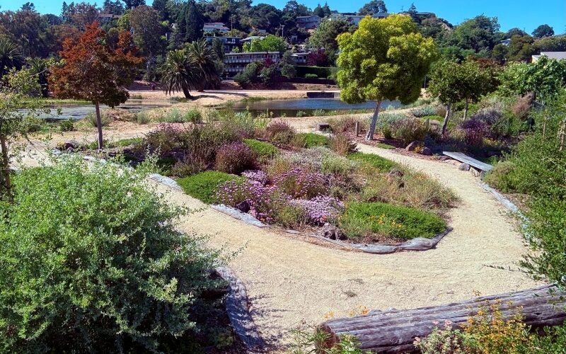 A einding path with various native plants along the edges