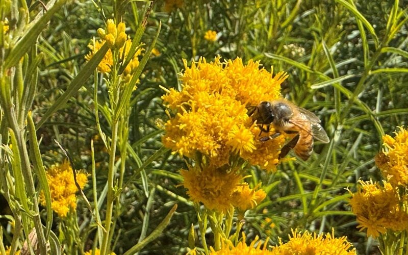 A bee rests atop a flower
