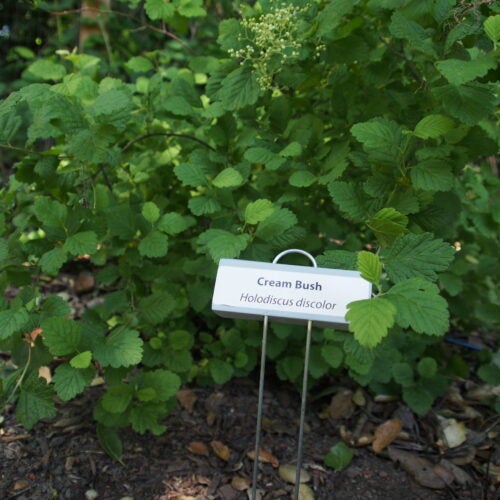 Dark green foliage in dappled shade