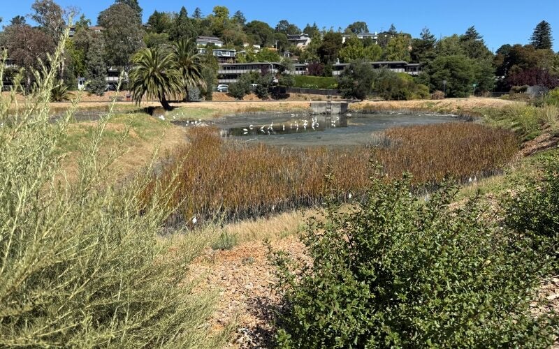Many egrets enjoy their restored habitat