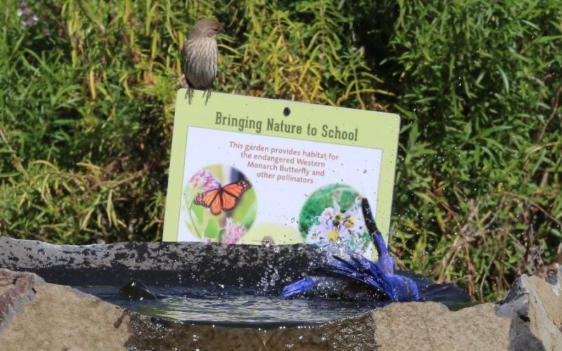 A bird sits atop a sign and another bird splashes in a birdbath
