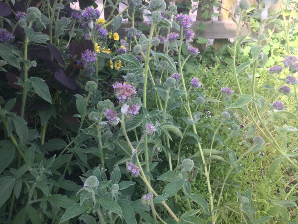 Green foliage in dappled shade with clusters of small purple flowers