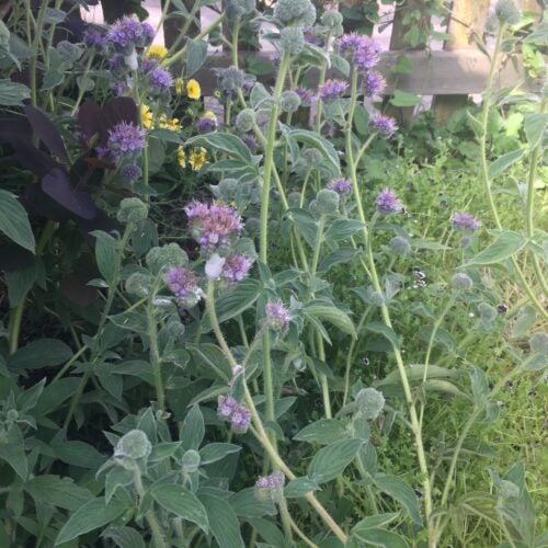 Green foliage in dappled shade with clusters of small purple flowers