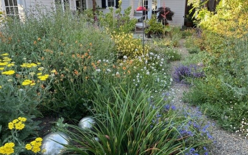 Various plants with bursts of floral color line a gravel walkway