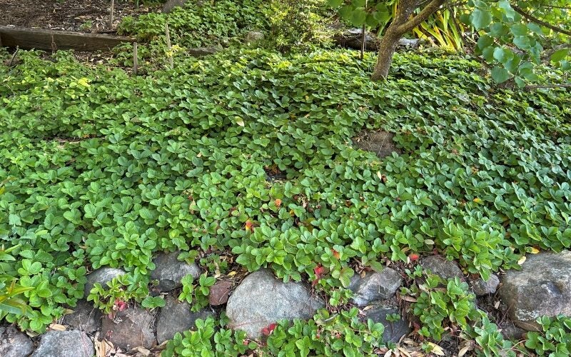 Strawberry plants are used as groundcover