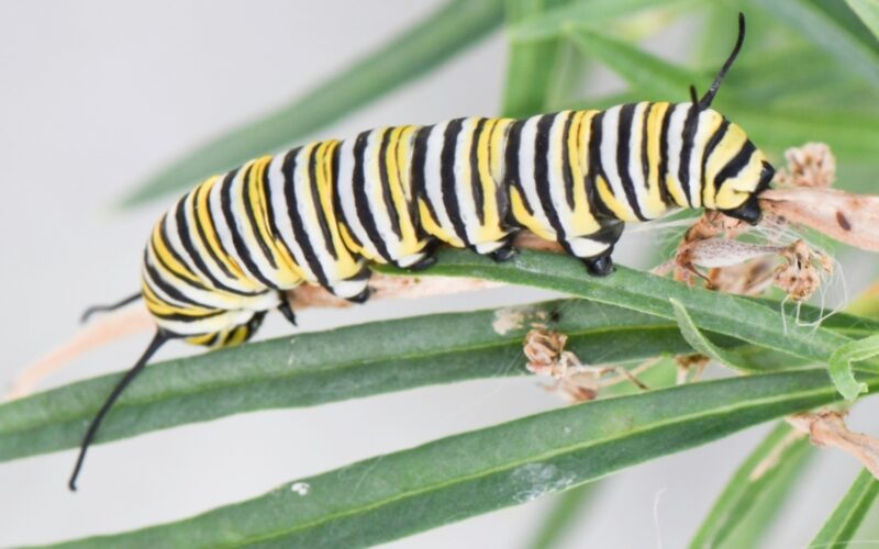 A striped monarch butterfly caterpilar crawls across a milkweed leaf
