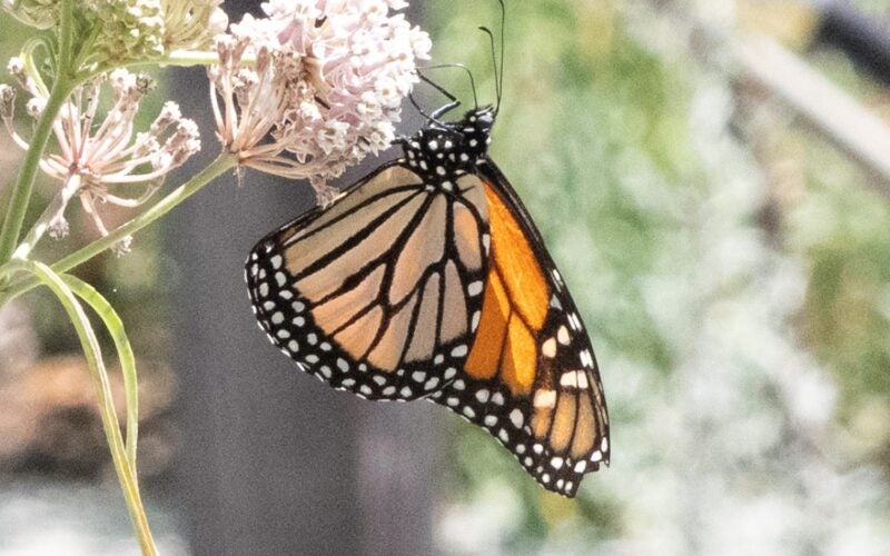 A monarch butterfly hangs onto a pink flower