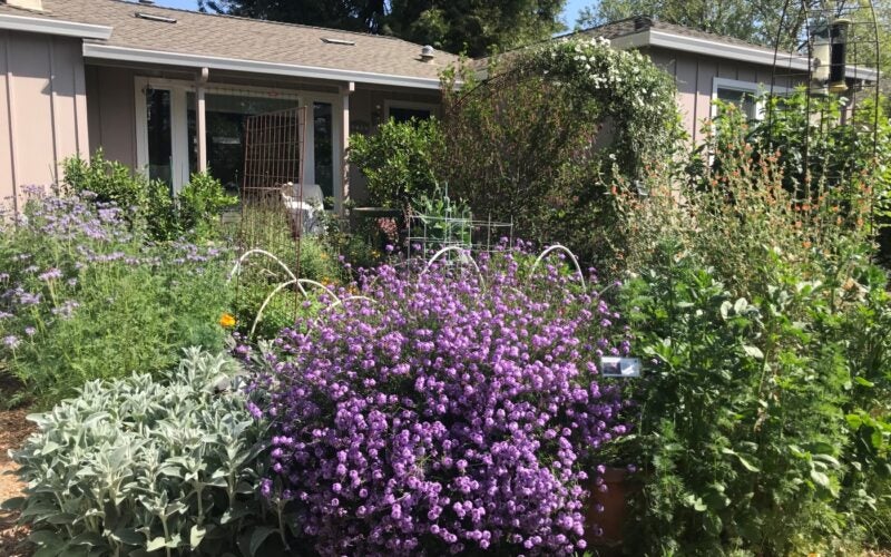 A yard is bursting with plants including two purple blooming shrubs